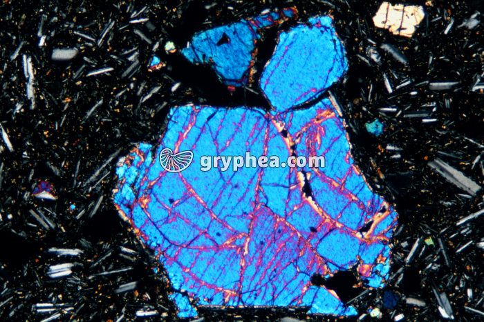 Olivine LPA  x15 - gryphea.org